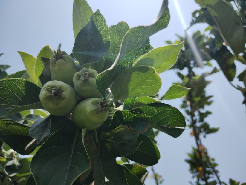 বাঁকুড়ায় মূলত চাষ করা হচ্ছে HRMN-99 , আন্না এবং দসার্ট। রয়েছে বাঁকুড়ার পরশমনি এগ্রো প্রডাক্ট প্রাইভেট লিমিটেড এবং বাঁকুড়ার ছাতনার বিডিও অফিস, যেখানে ছাতনা সমষ্টি উন্নয়ন আধিকারিক শিশুতোষ প্রামাণিক। অফিস প্রাঙ্গনে চাষ করছেন সবুজ আপেলের।