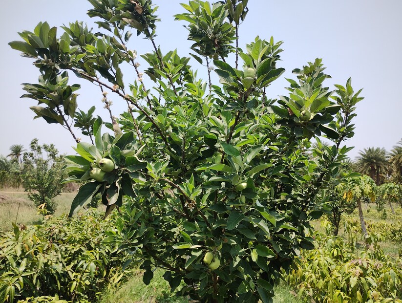 বাঁকুড়ার লাল রুক্ষ সূক্ষ্ম মাটিতে এই তীব্র গরমেও কিভাবে ফুলসে আপেল সেই প্রশ্ন করা হয় উদ্যানপালন দপ্তরের আধিকারিক সঞ্জয় সেনগুপ্ত কে তিনি জানান, &quot; আপেল চাষে একমাত্র বাধা হল ফলনের সময়ের তাপমাত্রা। আন্না আপেল বা সবুজ আপেল ফলনের জন্য প্রয়োজনীয় সর্বনিম্ন তাপমাত্রা হল ৮ ডিগ্রি। এই তাপমাত্রা খুব কমই বাঁকুড়া জেলায় আমরা পাই। একবার ফলন হয়ে গেলে প্রায় ৪২ ডিগ্রি সেলসিয়াস পর্যন্ত তাপমাত্রা সহ্য করতে পারে এই আপেল।&quot;