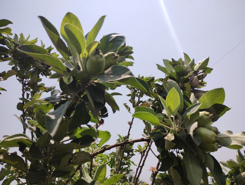 অর্থাৎ শীতকালে কোন এক সময় যখন তাপমাত্রা ৫ থেকে ৮ ডিগ্রির মধ্যে থাকবে তখন আপেল অঙ্কুরিত হলে আর কোন সমস্যা থাকবে না চাষাবাদে। সেই কারণেই এই তীব্র দাবদাহে ও বাঁকুড়ার লাল রুক্ষ সূক্ষ্ম মাটিতে ফলছে সবুজ আপেল।