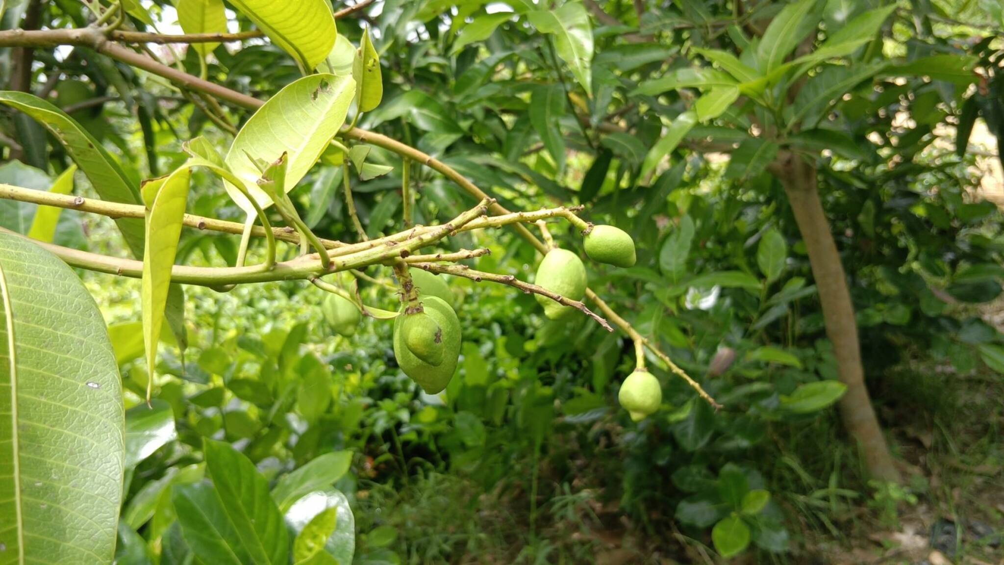Hooghly News: এই আম চাষ করলেই হবেন মালামাল! বছরভর বিরাট লাভের মুখ দেখলেন চাষি