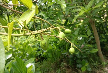 কাটিমন