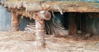 সন্তানকে আগলে রেখেছে সাদা বাঘ কিকা