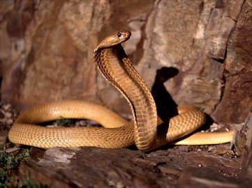 সাপের ছবি