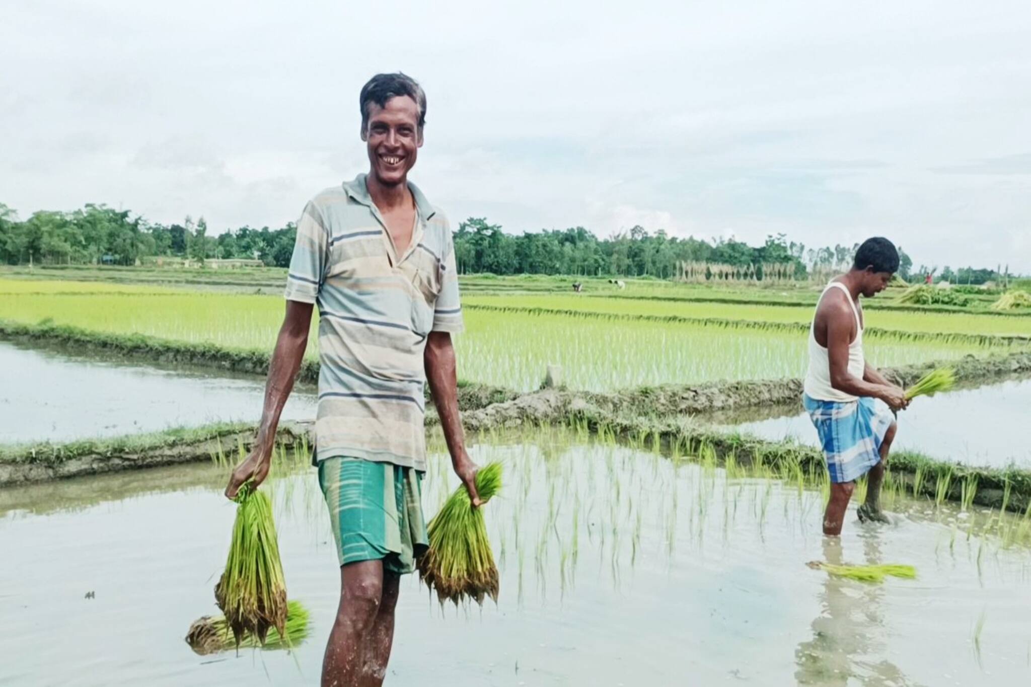 Coochbehar News: বর্ষায় এই ধানের চাষ ব্যাপক লাভজনক! কৃষকরা তাই চারা রোপণে ব্যস্ত