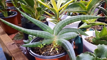 সানসাভেরিয়া