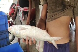 দিঘায় ইলিশ 