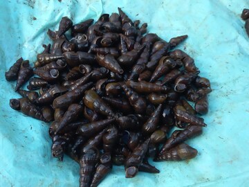 শামুকের