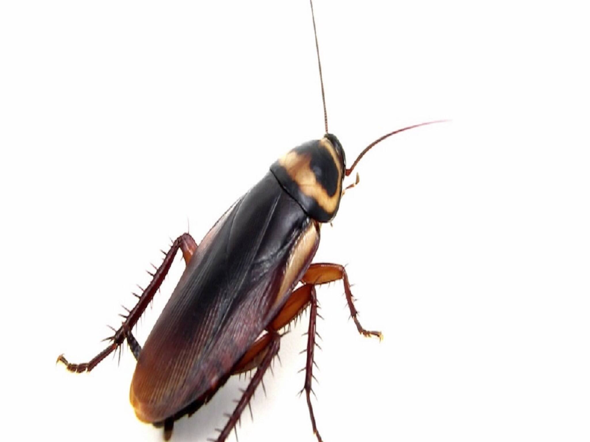 Benefits of Cockroaches: তেলাপোকা এখন সোনার মতোই দামি! ডলারে বিক্রি হচ্ছে! কারণ জানলে অবাক হবেন!