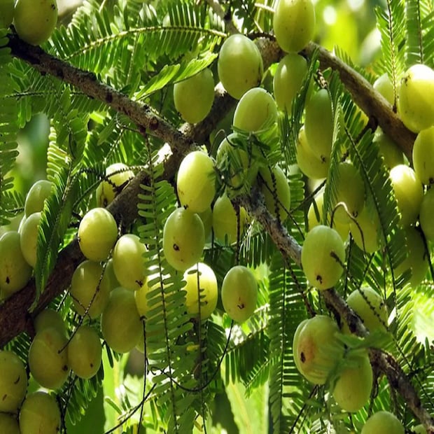 এই সমস্ত সক্রিয় উপাদানের সম্মিলিত ক্রিয়াকলাপের জন্যই আমলকি অনাক্রম্যতা বা রোগপ্রতিরোধের জন্য উপযুক্ত উৎস হয়ে ওঠে। (Disclaimer: এই প্রতিবেদনটি কেবলমাত্র সাধারণ তথ্যের জন্য, তাই বিস্তারিত জানতে হলে সর্বদা বিশেষজ্ঞের পরামর্শ নিন।)