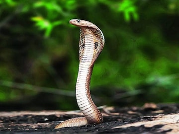 Snake News: কোন সাপের বিষ আছে? কোন সাপের বিষ নেই? জেনে নিন বুঝবেন কীভাবে Snake News: কোন সাপের বিষ আছে? কোন সাপের বিষ নেই? জেনে নিন বুঝবেন কীভাবে