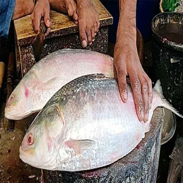 আপনি ডিমভরা না ডিমহীন ইলিশ ভালবাসেন? (Disclaimer: এই প্রতিবেদনটি কেবলমাত্র সাধারণ তথ্যের জন্য, তাই বিস্তারিত জানতে হলে সর্বদা বিশেষজ্ঞের পরামর্শ নিন।)