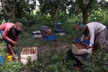 বাদুড়িয়ার