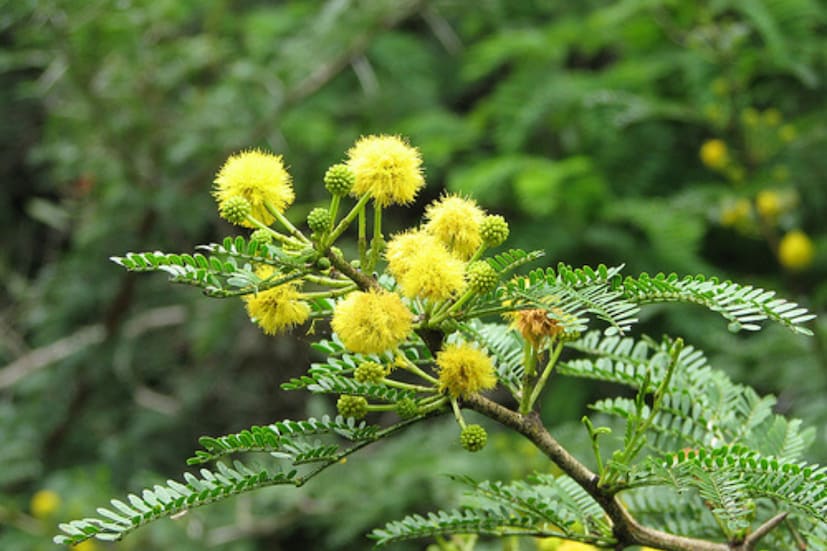 ৬. বাবলা গাছ: আয়ুর্বেদে বাবলা গাছের বিবিধ গুণের কথা বলা হয়েছে। নানা রোগের চিকিৎসায় সক্ষম বাবুল। কিন্তু বাস্তুশাস্ত্র অনুসারে এই গাছ কখনও বাড়ির ভিতরে বা কাছাকাছি লাগানো উচিত নয়। বাবলা গাছ কাঁটাযুক্ত। বাস্তুশাস্ত্র অনুসারে কাঁটাযুক্ত গাছ লাগালে ঘরে নেতিবাচক শক্তি আসে। তাতে সংসারে অশান্তি লেগেই থাকে।