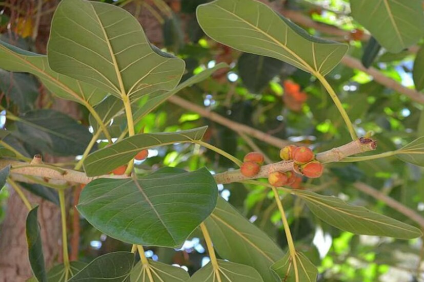 বট ও অশ্বত্থ গাছ- বর্তমানে শহরের দিকে বাড়িত বট বা অশ্বত্থ গাছ একেবারেই দেখা যায় না। তবে গ্রামের দিকে এখনও এই গাছ যাদের বড় জমি রয়েছে তাদের বাড়িতে দেখা যায়। কিন্তু এই গাছ কেটে ফেলা অমঙ্গলের প্রতীক হিসাবে মনে করা হয়। সংসারে অশান্তি নেমে আসতে পারে,সেই সঙ্গে অনেক বিপদও দেখা দিতে পারে।