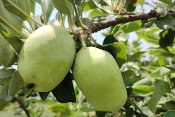 শীত নয়, গ্রীষ্ম-বর্ষাতেই বাঁকুড়ায় ফলছে রসালো আপেল! কীভাবে সম্ভব? শীত নয়, গ্রীষ্ম-বর্ষাতেই বাঁকুড়ায় ফলছে রসালো আপেল! কীভাবে সম্ভব?