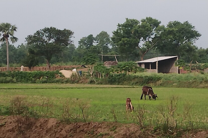 এই বছর কিন্তু বর্ষা আসার পরে অব্যাহত টানা বৃষ্টিপাত। অতিবৃষ্টির কারণে বাঁকুড়া জেলায় ইন্দাস ব্লক তুলনামূকভাবে নিচু ভূমি হাওয়ার কারণে জল জমে নষ্ট হচ্ছে ফসল। Input- Nilanjan Banerjee