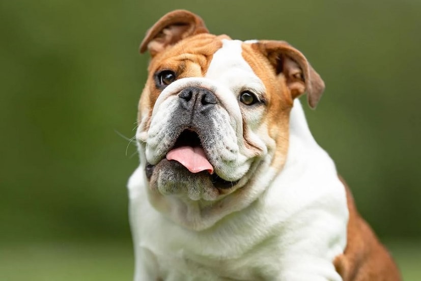 Bulldog: বাচ্চাদের সঙ্গে এদের খুব ভাল বন্ধুত্ব হয়। বাড়িতে রাখার জন্য ভীষণ ভাল এই কুকুর। শান্ত, বুদ্ধিমান এবং প্রভুভক্ত হয়। তবে এরা একটু আলসে হয়। শরীর ঠিক রাখার জন্য রোজ এদের হাঁটাতে হবে। এরা সাধারণত ১০ থেকে ১২ বছর বাঁচে। খুব ভাল মেজাজ। অহেতু ডাকে না। সপ্তাহে একবার এদের পরিচর্যা দরকার। ভারতে দাম ৪০ হাজার থেকে শুরু। ৮৫ হাজার পর্যন্ত হতে পারে। photo source collected 