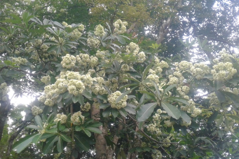 পশ্চিমবঙ্গের জাতীয় বৃক্ষের নাম হল ছাতিম গাছ। এর ইংরেজি নাম হল Devil's Tree। আর ছাতিম গাছের বিজ্ঞানসম্মত নাম হল Alstonia Scholaris। দক্ষিণ পূর্ব এশিয়া, সহ ভারতীয় উপমহাদেশের সর্বত্র দেখা যায় ছাতিম গাছ।