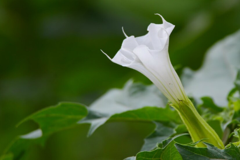 ধুতুরা ফুল শিব পুজোয় কতটা গুরুত্বপূর্ণ তা নতুন করে বলার অপেক্ষা রাখে না। এই ফুল দিয়ে পুজো করলে শিবের কৃপা পাওয়া যায়। শিবলিঙ্গে ধুতুরা ফুল দিলে সমস্ত বাধা থেকে মুক্তি পাওয়া যায়। অনেকে পুত্রলাভের মনোস্কামনা থেকেও শিবলিঙ্গে ধুতুরা ফুল দিয়ে থাকেন।