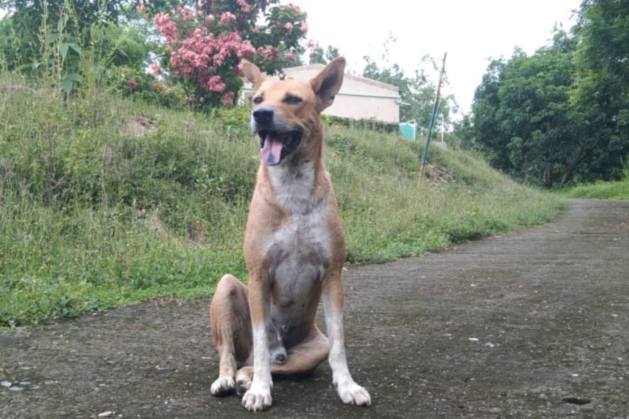 Viral Dog: একান্তে সময় কাটাতে লালু করল অবাক কাণ্ড! রইল ভিডিও