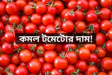সরকারি হস্তক্ষেপে কিছুটা স্বস্তি, দেশের কোথায় কোথায় কমল টমেটোর দাম?