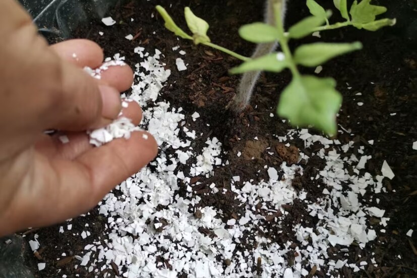 আমরা আপনাকে বলি যে ডিমের খোসায় ৯৫ শতাংশ ক্যালসিয়াম কার্বনেট থাকে। ডিমের খোসা গাছের গোড়ায় সার হিসেবে ব্যবহার করলে গাছ অনেক উপকার পাবেন এবং দ্রুত সেই গাছটি বৃদ্ধি পাবে। শুধু তাই নয়, গাছপালায়ও প্রচুর পরিমাণে ফুল আসতে শুরু করবে।
