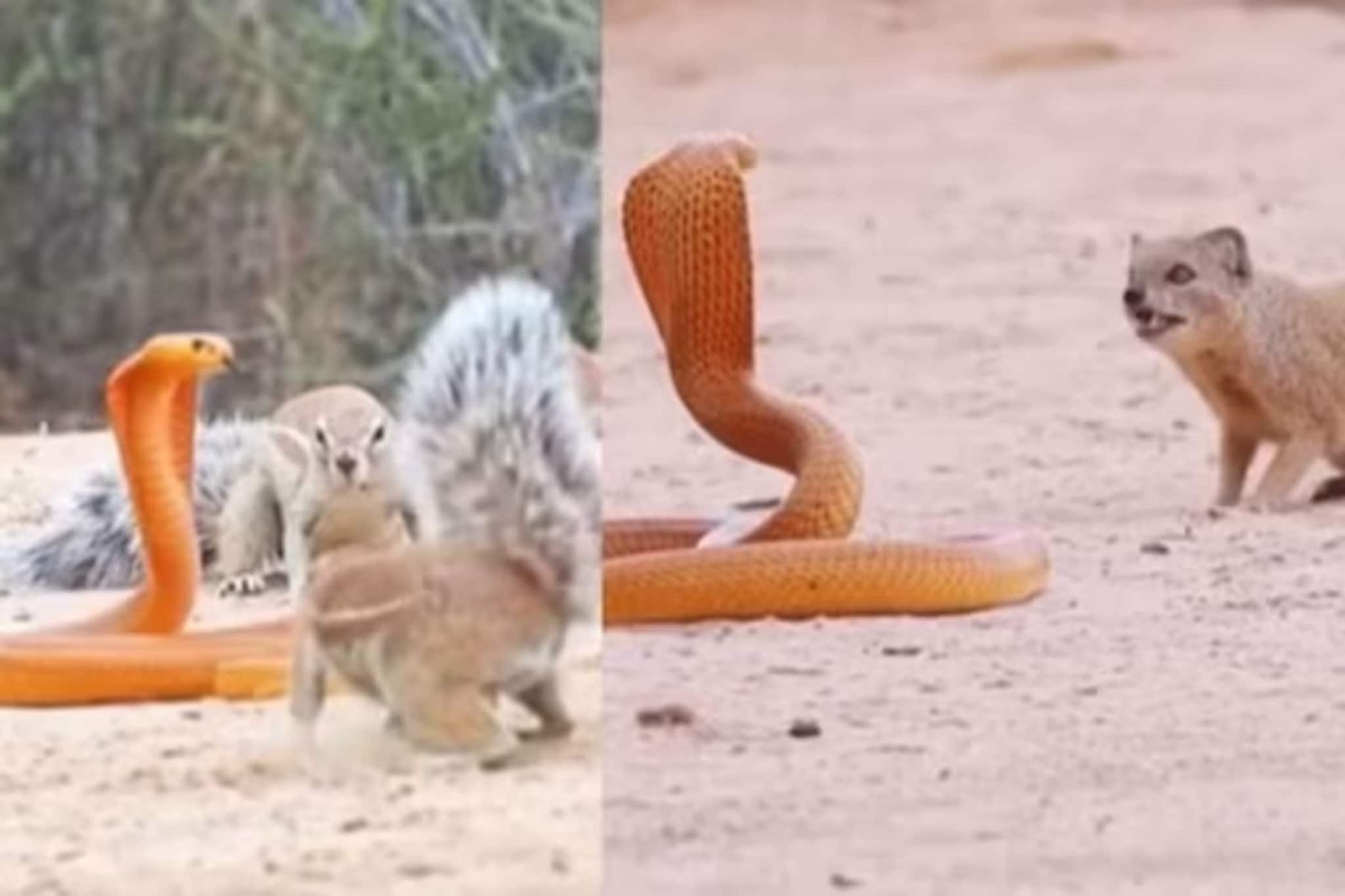 সাপে-নেউলে জোরদার লড়াই! নেউলের পাশেই আছে বন্ধু কাঠবেড়ালি, শেষ হাসি হাসল কে?