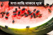বৃষ্টিতে বেড়েছে মশা-মাছির উৎপাত! এই কয়েকটি নিয়ম মানলেই দূরে থাকবে ওরা
