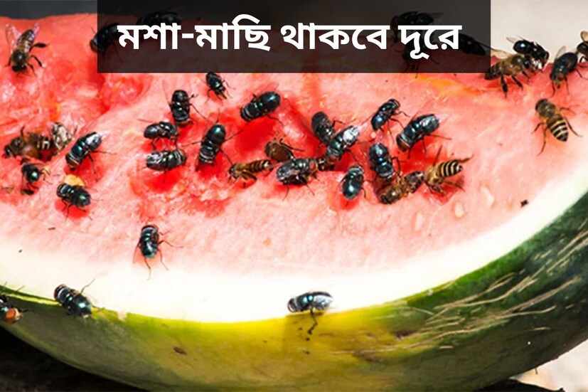 ভয়ঙ্কর তাপপ্রবাহকে মুক্তি দিয়ে এসেছে বৃষ্টি। কিন্তু বর্ষা মানেই আবার হাজারো সমস‍্যার সূত্রপাত। এর মধ‍্যে একটি হল মশা মাছির উ‍ৎপাত‍ বেড়ে যাওয়া। বৃষ্টির জমা জল হল মশা মাছি-সহ বিভিন্ন পোকামাকড়ের আঁতুড়ঘর। সবচেয়ে সমস্যায় পড়তে হয় খাবার নিয়ে৷ 