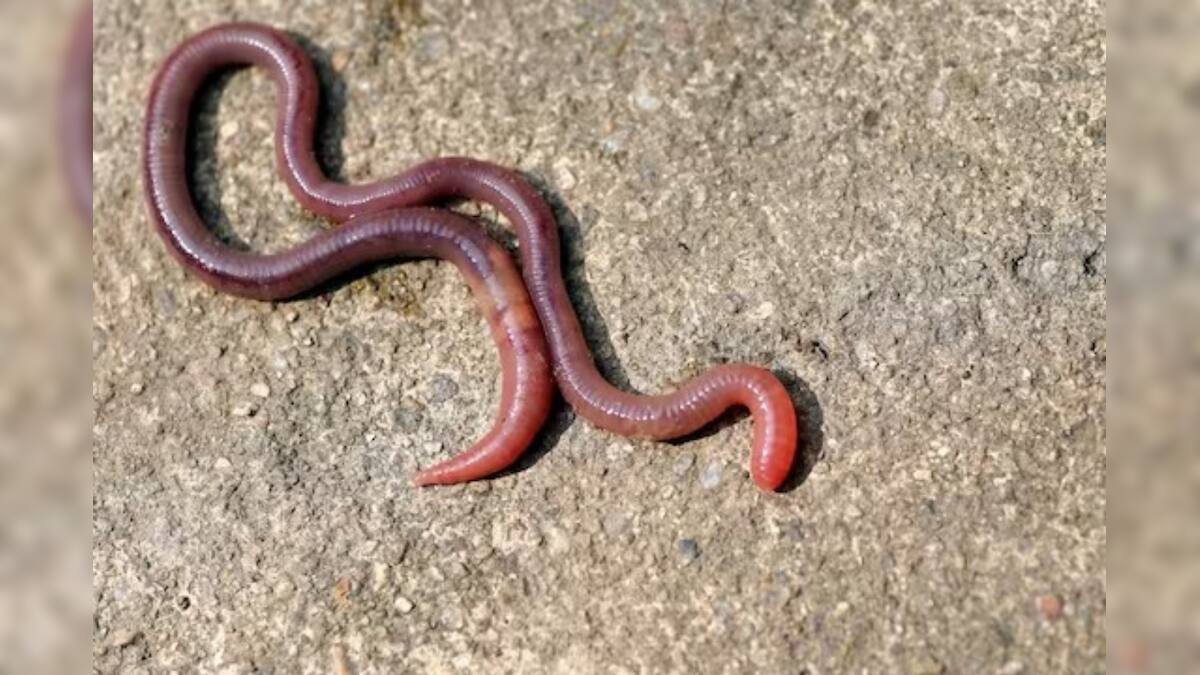 Earthworm বর্ষায় ঘরে কেঁচোর উপদ্রব,তাড়াবেন কীভাবে? ঘরোয়া ৪ টোটকাতেই