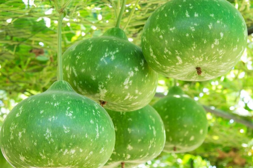 কোষ্ঠকাঠিন্যের সমস্যায় যারা কষ্ট পাচ্ছেন তারা প্রতিদিন পাতে রাখুন লাউ৷ বিশেষজ্ঞরা বলছেন লাউ খেলে কোষ্ঠকাঠিন্য থেকে মুক্তি পাবেন৷ ডায়াবিটিস রোগীরা এমনিতেই খাবার নিয়ে সতর্ক থাকেন৷ তারা নিশ্চিতে লাউ খেতে পারেন৷ ব্লাড সুগার নিয়ন্ত্রণে লাউ অত্যন্ত উপকারি৷ লাউ খেলে পেটও ঠান্ডা থাকে৷ সুতরাং গরমে শরীর ঠান্ডা রাকতে এবং এতগুলি সমস্যা থেকে মুক্তি পেতে জুড়ি মেলা ভার লাউয়ের৷ 