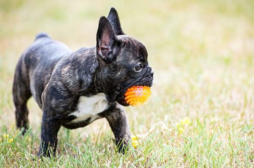 French Bulldog: ছোট কুকুরদের মধ্যে ভীষণ ভাল এই ডগ। সহজে ট্রেনিং দেওয়া যায়। সব কথা শোনে। বাচ্চাদের পছন্দ করে। অহেতুক ডাকে না। কামড়ায় না সহজে। পরিবারের পোষ্য হিসেবে বেস্ট ডগ। খুব বেশি পরিচর্যার দরকার নেই। মাঝে মধ্যে করলেই হল। বাড়িতে ছোট ফ্ল্যাটেও থেকে যায়। ১০ থেকে ১২ বছর বাঁচে। ভারতে এর দাম ৪০ হাজার থেকে ৮৫ হাজারের মধ্যে। photo source collected 