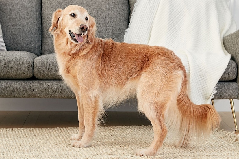 Golden Retriever: বাড়িতে রাখার জন্য খুব ভাল কুকুর। কথা শোনে। ট্রেনিং দেওয়া সহজ। আলসে নয়। বাচ্চাদের পছন্দ করে। অহেতুক ডাকে না। ভুলেও কামড়ায় না! খেলতে ভালবাসে। মাঝে মধ্যে লোম কাটাতে হয়। সপ্তাহে একদিন পরিচর্যা দরকার। ১০ থেকে ১২ বছর বাঁচে। ভারতে এর দাম পনেরশো টাকা থেকে শুরু করে ৪০ হাজার পর্যন্ত হতে পারে। photo source collected 