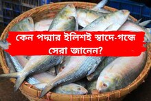 কেন পদ্মার ইলিশই স্বাদে-গন্ধে সেরা জানেন? আসল কারণ জানলে চমকে উঠবেন