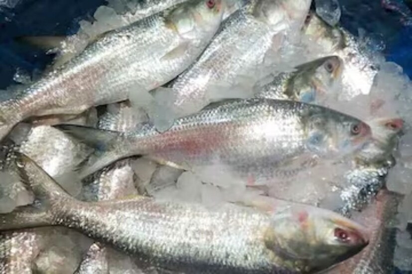 শুধু কী ইলিশের নানা পদ, ইলিশ মাছ ভাজার তেলটাও বাঙালি গরম ভাতে চেটেপুটে খায়। বর্ষায় রূপালি শস্যে বাজার ভরে গেলেই বাঙালির ঘরে ঘরে চলতে থাকে মহাভোজের আয়োজন।