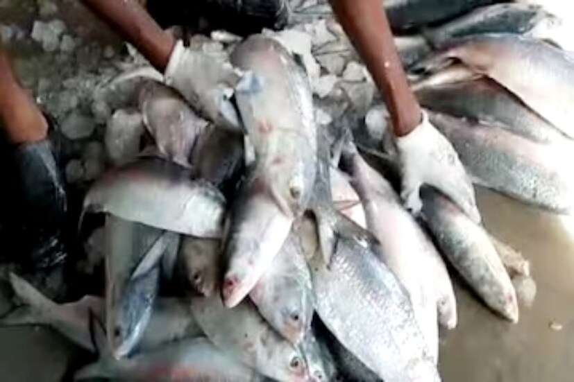 কলকাতার সব বাজারেই আজ ইলিশময়। বেশিরভাগ দোকানেই মিলছে ইলিশ মাছ। অন্য মাছ যেমন, রুই, কাতলার বিক্রি তেমন নেই। বর্তমানে রুইয়ের প্রতি কেজিতে দাম রয়েছে ২০০ টাকা।