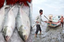 বাজারে ইলিশ উধাও, আরও কমবে জোগান-বাড়বে দাম? প্রশাসনের এক নির্দেশেই মাথায় হাত