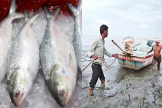 ইলিশের দাম বাড়বে?