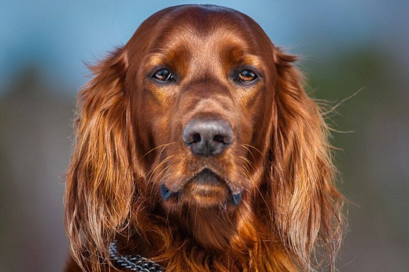 Irish Setter: পরিবারের জন্য দারুণ এই পোষ্য। কথা শোনে। মানুষকে খুব ভালবাসে। ঠিক যেন পরিবারের সদস্যদের মতোই। তবে এদের গায়ে লোম একটু বড় হয়। সপ্তাহে অন্তত দু'বার পরিচর্যা দরকার। ব্যায়াম দরকার। বাচ্চাদের সঙ্গে দারুণ ফ্রেন্ডলি। দরকার ছাড়া ডাকে না। ১২ থেকে ১৫ বছর বাঁচে। ভারতে এর দাম ৪৫ হাজার থেকে ৬০ হাজারের মধ্যে। এরা একটু ঠান্ডা আবহাওয়ার জন্য বেশি ভাল। photo source collected 