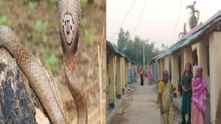 জলপাইগুড়ির পরিবারে সাপের তাণ্ডব। 