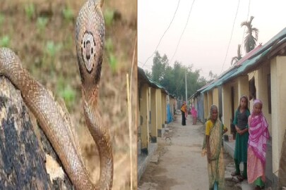 জলপাইগুড়ির পরিবারে সাপের তাণ্ডব। 