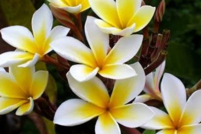 শিবের পুজো কেতকী ফুল কখনই ব্যবহার করা উচিৎ নয়। শিবপূরাণেও উল্লেখ রয়েছে কেতকী ফুল যেন মহাদেবকে অর্পণ না করা হয়। উল্লেখ রয়েছে জ্যোতিশাস্ত্রেও।