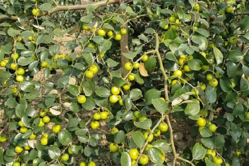 ৯. কুল গাছ: অনেকের বাড়িতেই কুল গাছ থাকে। কিন্তু বাস্তুশাস্ত্র অনুযায়ী, কুল গাছ লাগালে বাড়িতে অশুভ শক্তির সঞ্চার হয়, আবার নানান সমস্যারও সৃষ্টি হয়। যে বাড়িতে কুল গাছ লাগানো থাকে, সেখানে লক্ষ্মী বাস করেন না বলে মনে করা হয়।