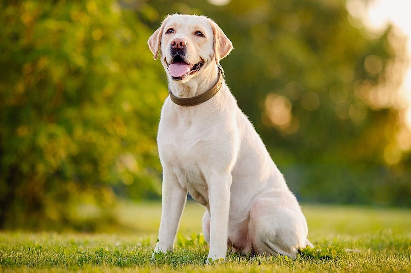 Labrador Retriever: ল্যাব আয়তনে অনেক বড় হলেও ভীষণ ভাল জাতের কুকুর। বন্ধুত্ব করতে এদের জুড়ি মেলা ভার। ট্রেনিং দেওয়া সহজ। বাচ্চাদের সঙ্গে ফ্রেন্ডলি হয়। দারুণ এনার্জি হয় এদের। এদেরকে খুব বেশি চর্চা না করলেও চলে। সপ্তাহে একদিন স্নান ও ব্রাশ করলেই হল। এদের আয়ু সাধারণত ১০ থেকে ১২ বছর। তবে ব্যতিক্রম আছে। এই কুকুরের দাম ৯ হাজার থেকে ৫০ হাজার পর্যন্ত হতে পারে। 