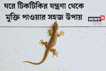 ঘরের দেওয়ালে টিকটিকি দেখলেই মনটা বিরক্তিতে ভরে ওঠে? ঘরোয়া উপায়ে দূর হবে সমস্যা ঘরের দেওয়ালে টিকটিকি দেখলেই মনটা বিরক্তিতে ভরে ওঠে? ঘরোয়া উপায়ে দূর হবে সমস্যা