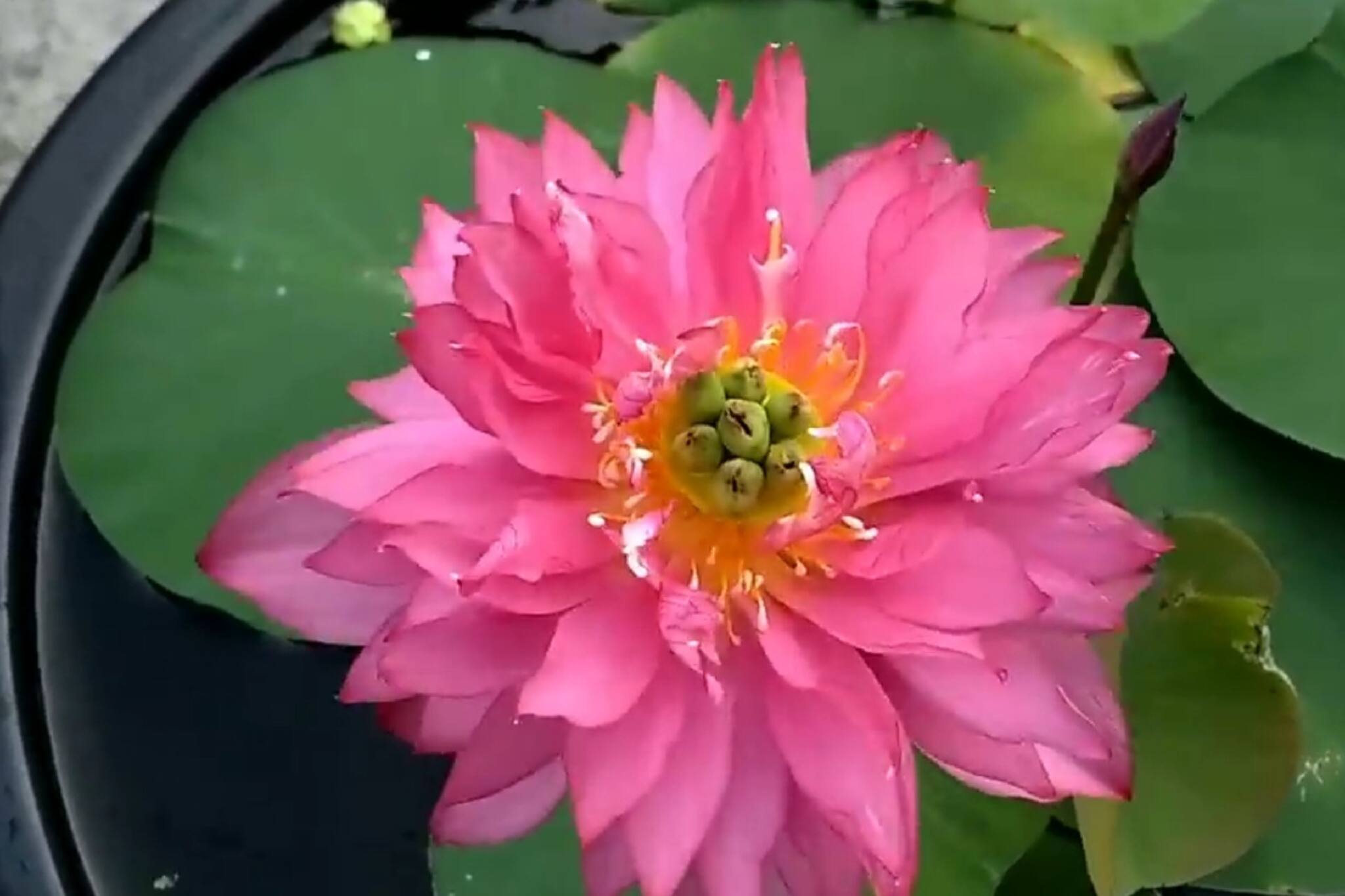 Lotus Agriculture: পাঁকে নয়, বাড়ির উঠোনেই এবার ফুটবে পদ্ম! দুর্গাপুজোর আগে জানুন চাষের সহজ পদ্ধতি