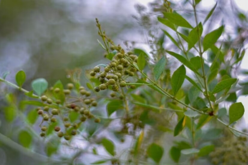 ৪. মেহেন্দি গাছ: বাস্তুশাস্ত্র অনুসারে, দরজার সামনে মেহেন্দি গাছ লাগানো উচিত নয়। এই গাছে অশুভ শক্তি বাস করে। সেজন্য ঘরে নেতিবাচকতা ছড়িয়ে পড়ে। মানসিক অশান্তিতে ভোগেন পরিবারের সদস্যরা। সংসারের আর্থিক দিক থেকেও অবনতি ঘটে বলে মনে করা হয়।