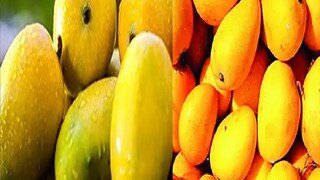 জরদালু আম। ফাইল ছবি। 