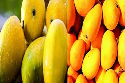 জরদালু আম। ফাইল ছবি। 