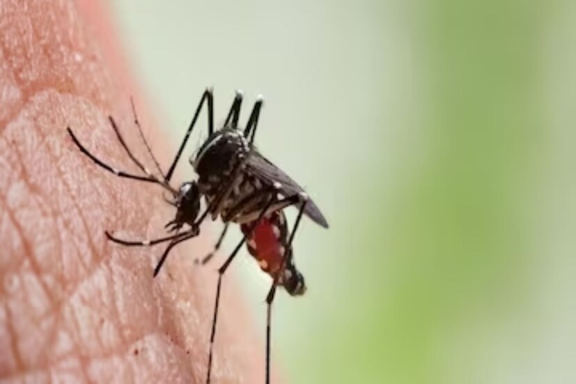 পেপারমিন্ট এবং ল্যাভেন্ডার এসেনশিয়াল অয়েল এই বৃষ্টির পোকামাকড় তাড়াতেও উপকারী। এটি ঘরের বিভিন্ন কোণায় ছিটিয়ে দিলে পোকামাড়কের উপদ্রপ কমবে।